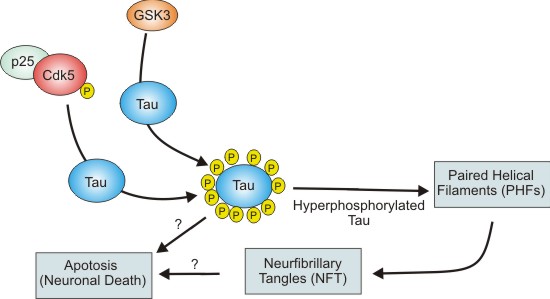 tau